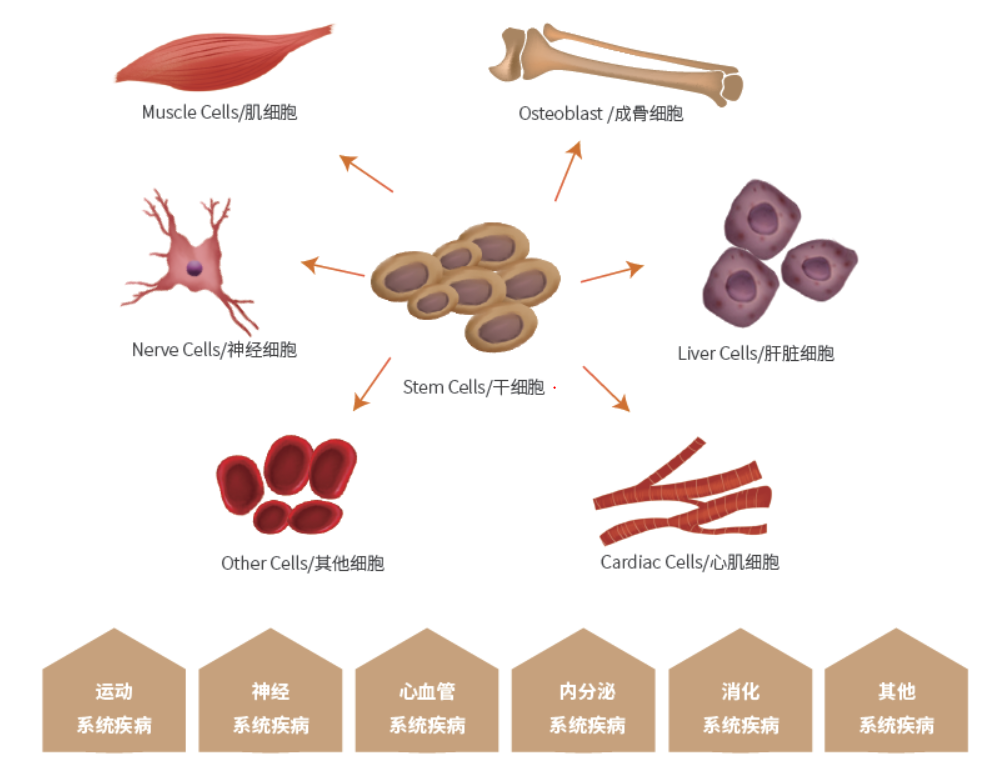 干细胞技术